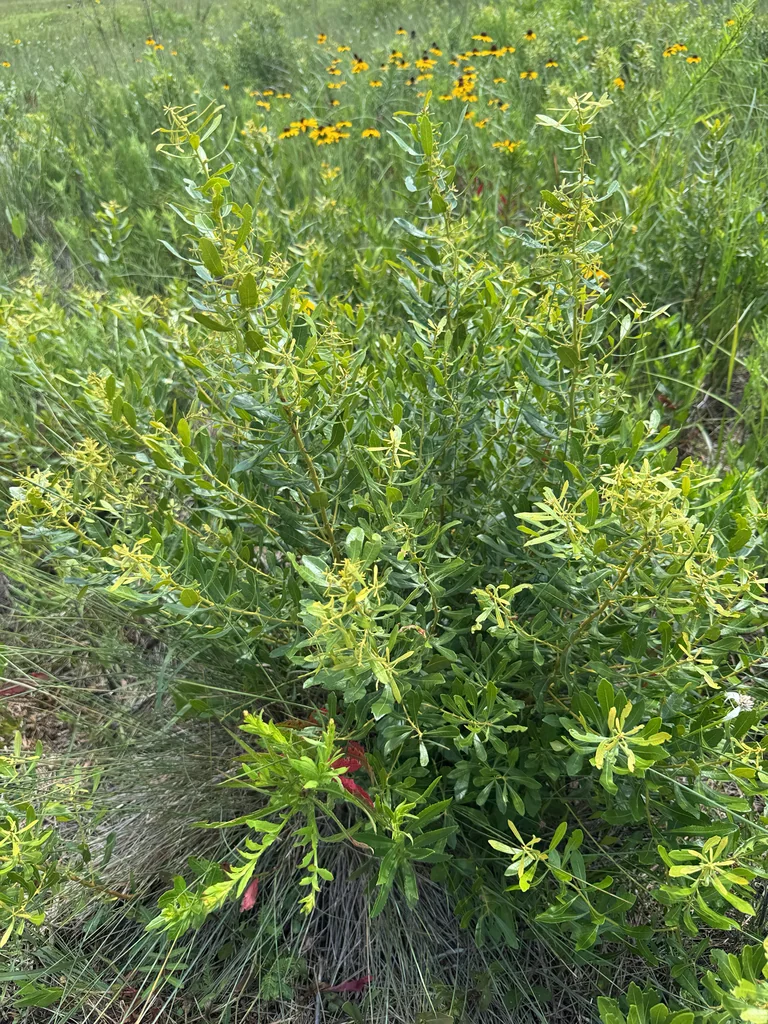 Morella Cerifera