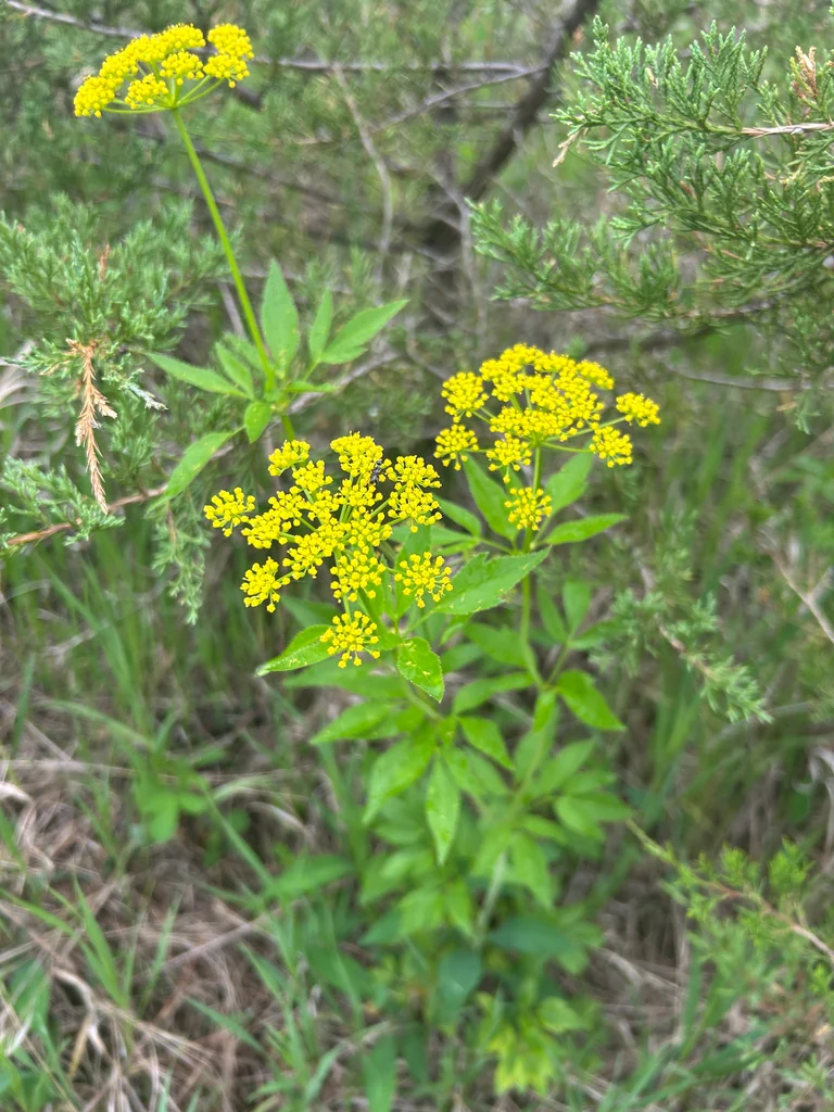 Zizia Aurea