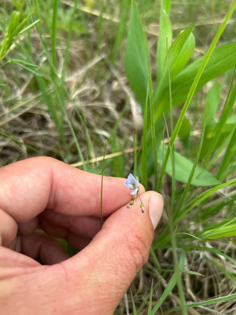 Sisyrinchium Campestre
