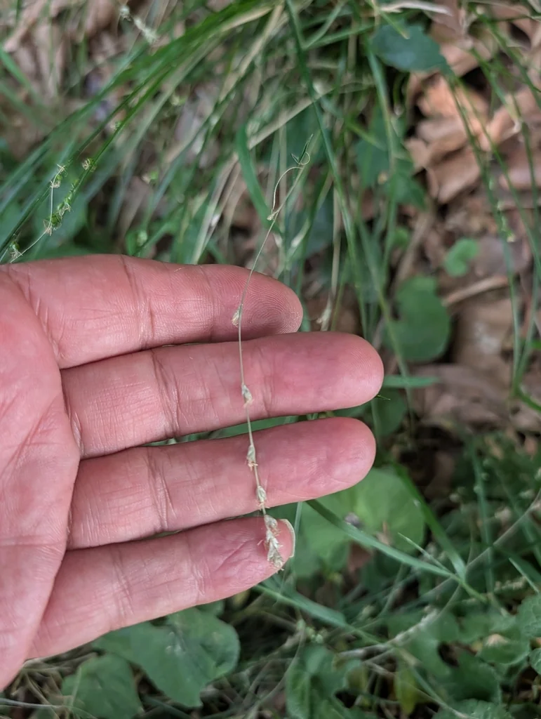Carex Divulsa