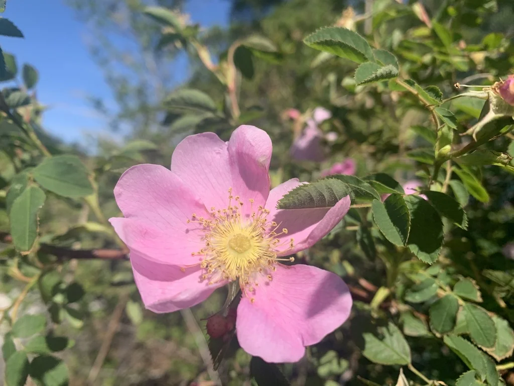 Rosa Nutkana
