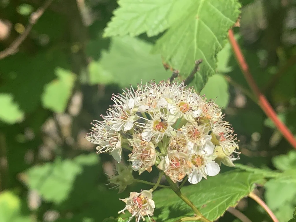 Physocarpus Capitatus