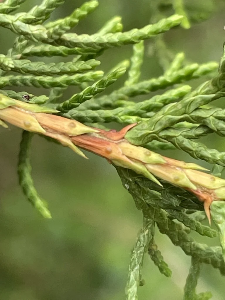 Juniperus Ashei