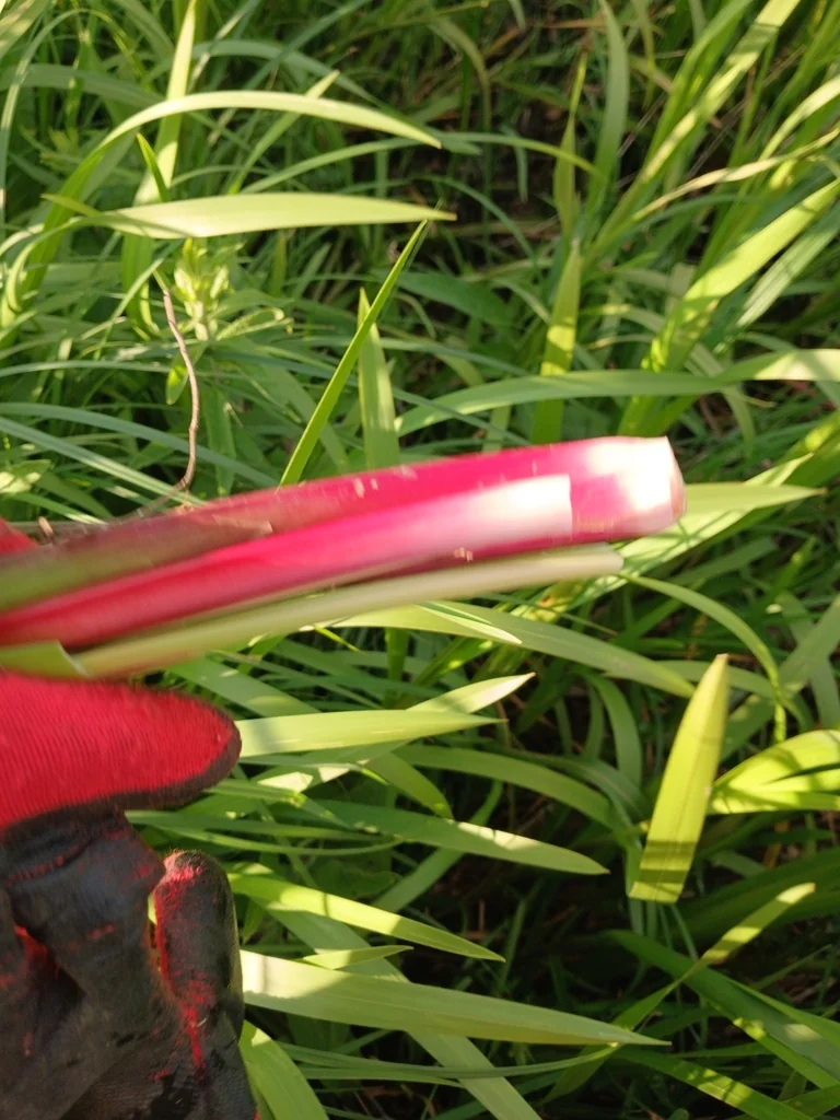 Acorus Calamus