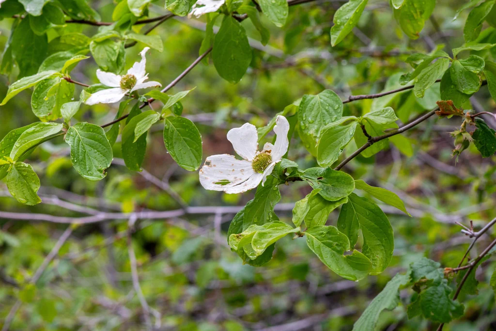 Cornus Nuttallii