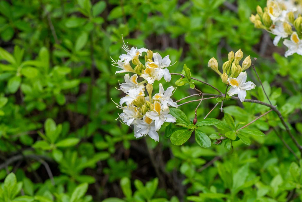 Rhododendron Occidentale