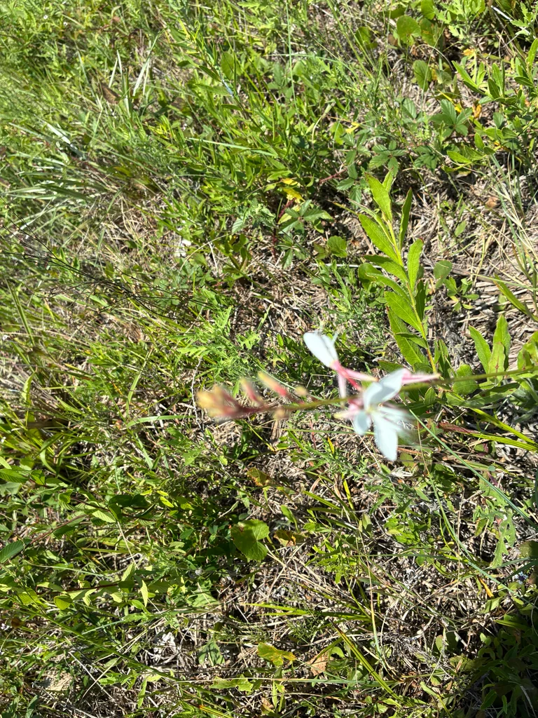 Oenothera lindheimeri