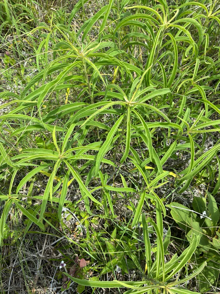 Helianthus Maximiliani