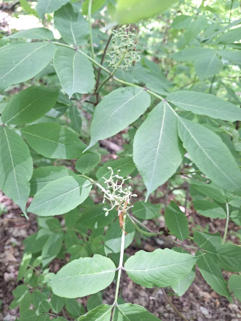 Sambucus Pubens
