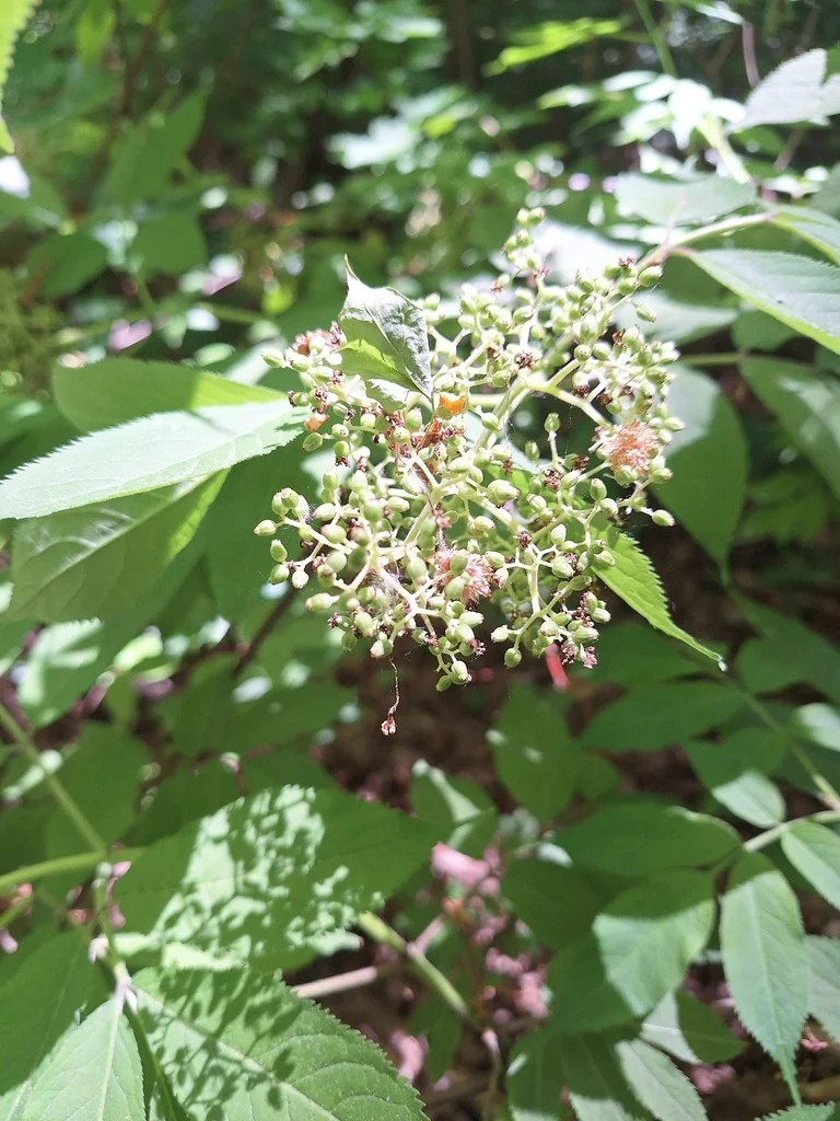 Sambucus Pubens
