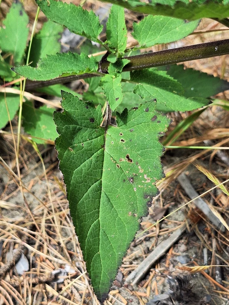 Scrophularia Californica