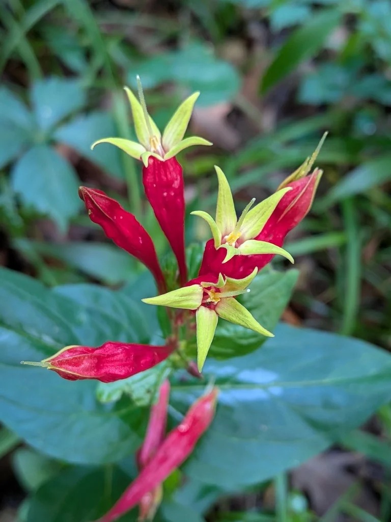 Spigelia marilandica
