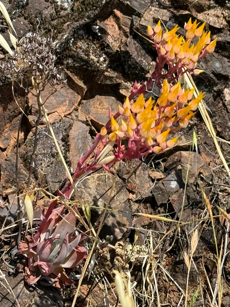 Dudleya Cymosa