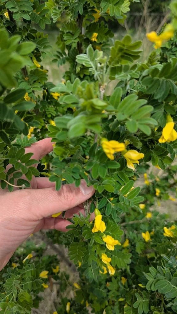 Caragana Arborescens