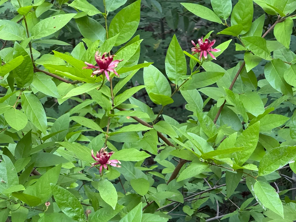 Calycanthus Occidentalis
