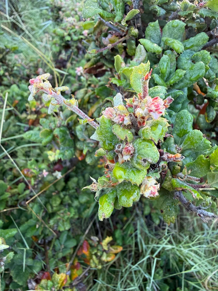 Quercus berberidifolia