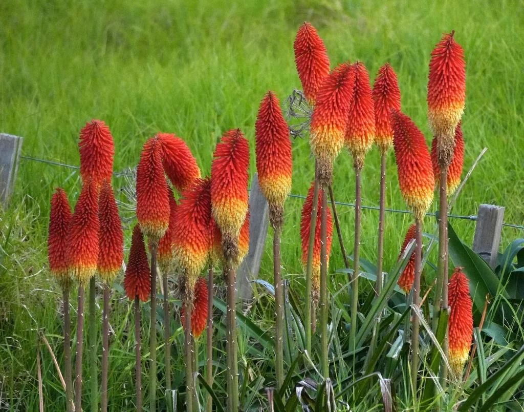 Kniphofia Uvaria
