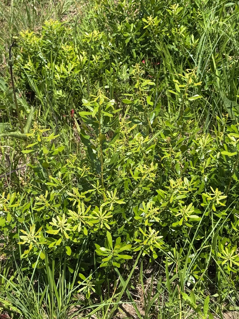 Morella Cerifera