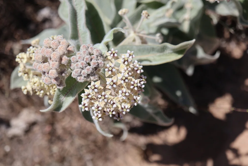 Asclepias Eriocarpa