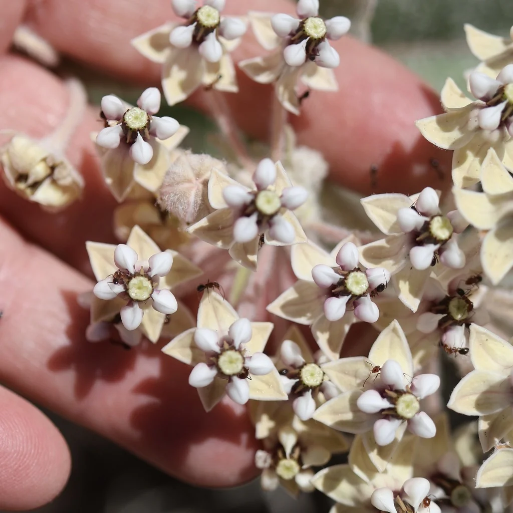 Asclepias Eriocarpa