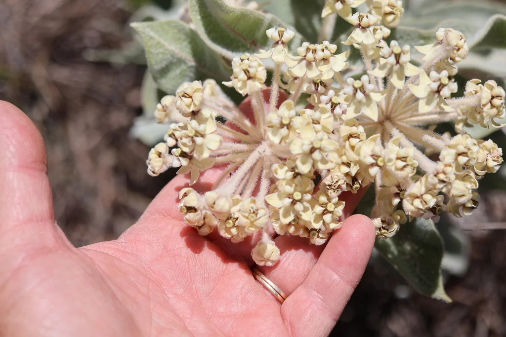Asclepias Eriocarpa