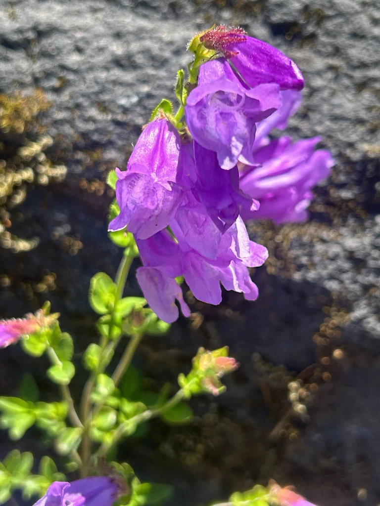 Penstemon Cardwellii