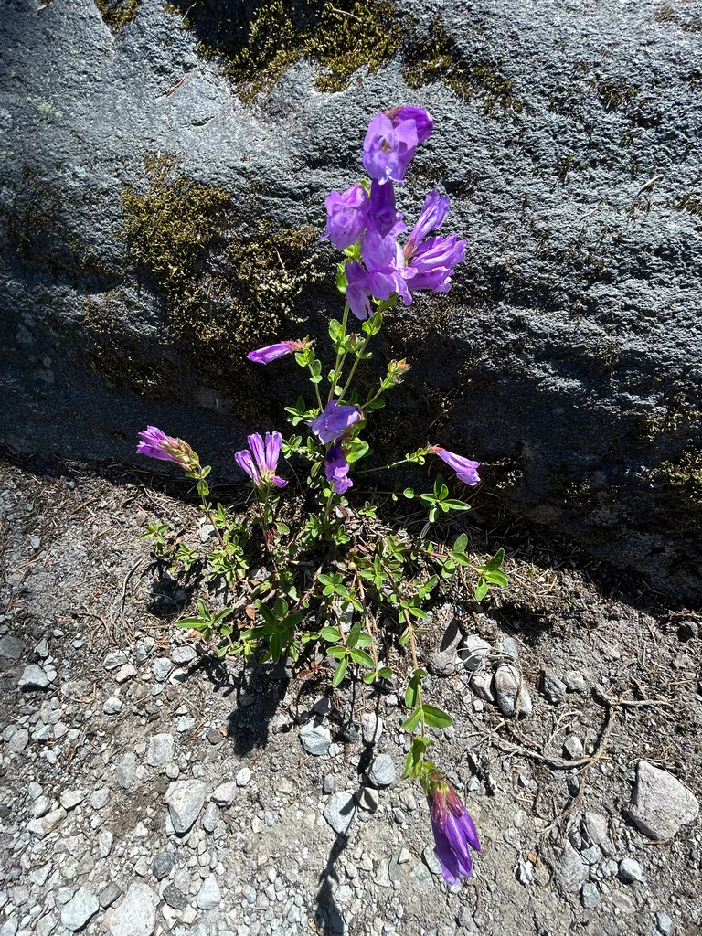 Penstemon Cardwellii