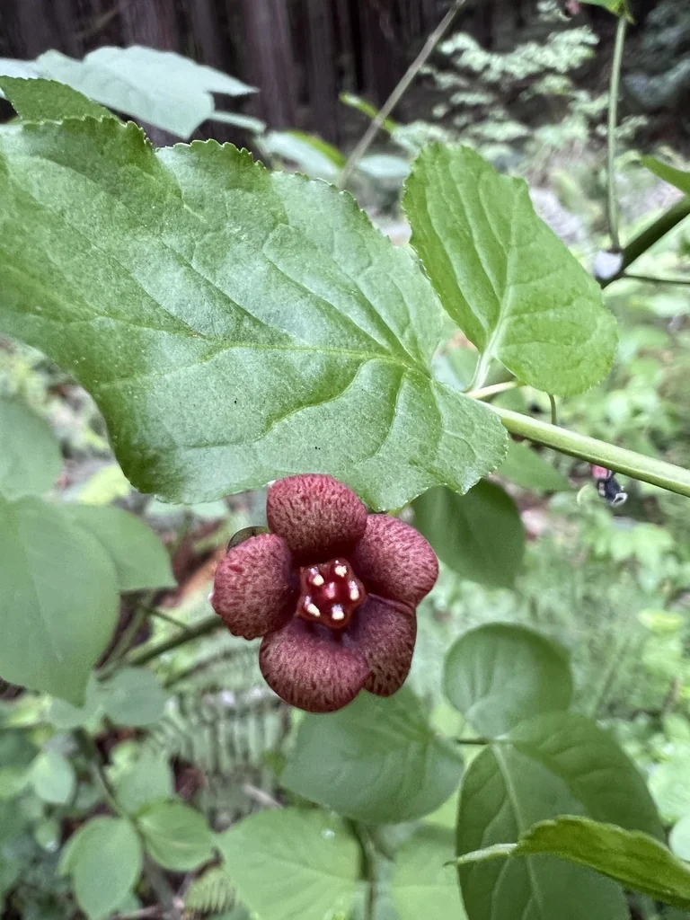 Euonymus Occidentalis