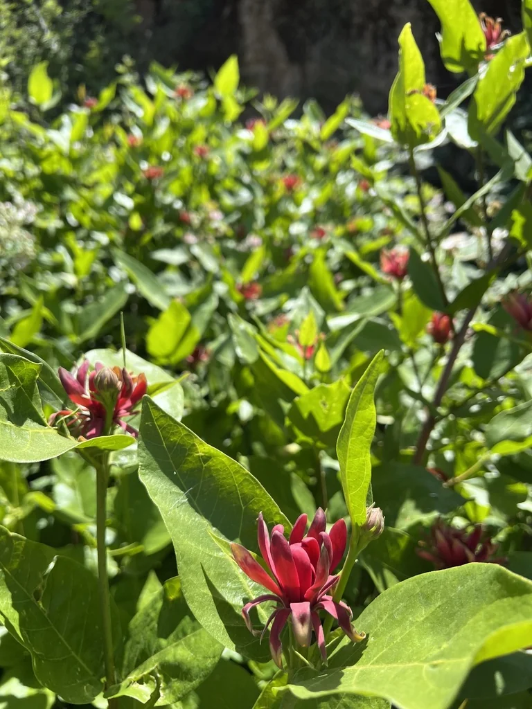 Calycanthus Occidentalis
