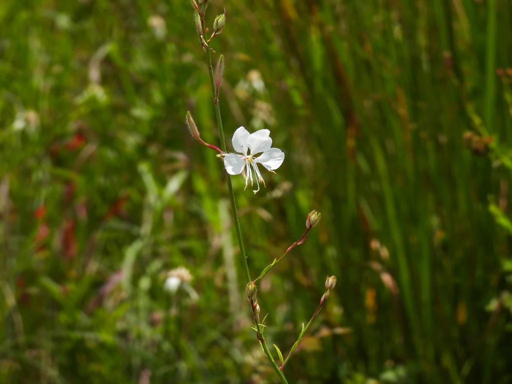 Oenothera lindheimeri