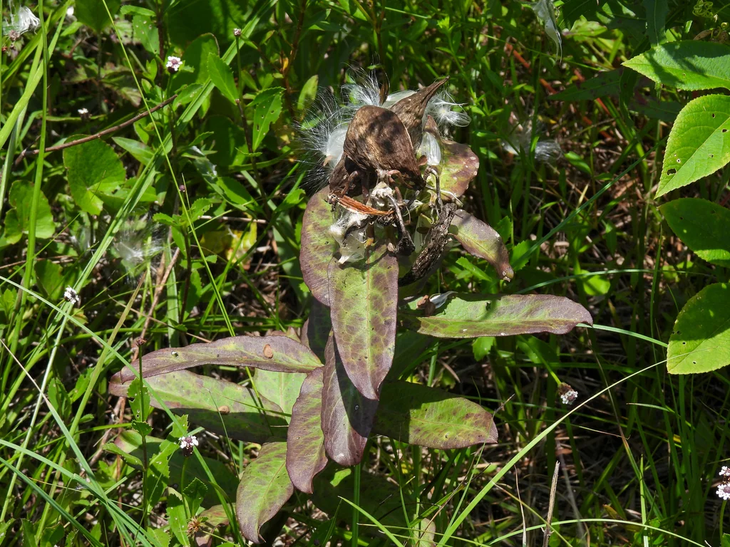 Asclepias Viridis
