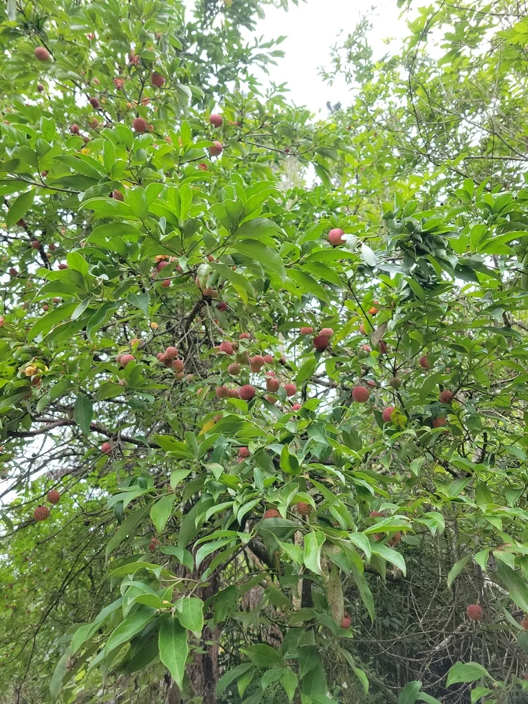 Cornus Capitata