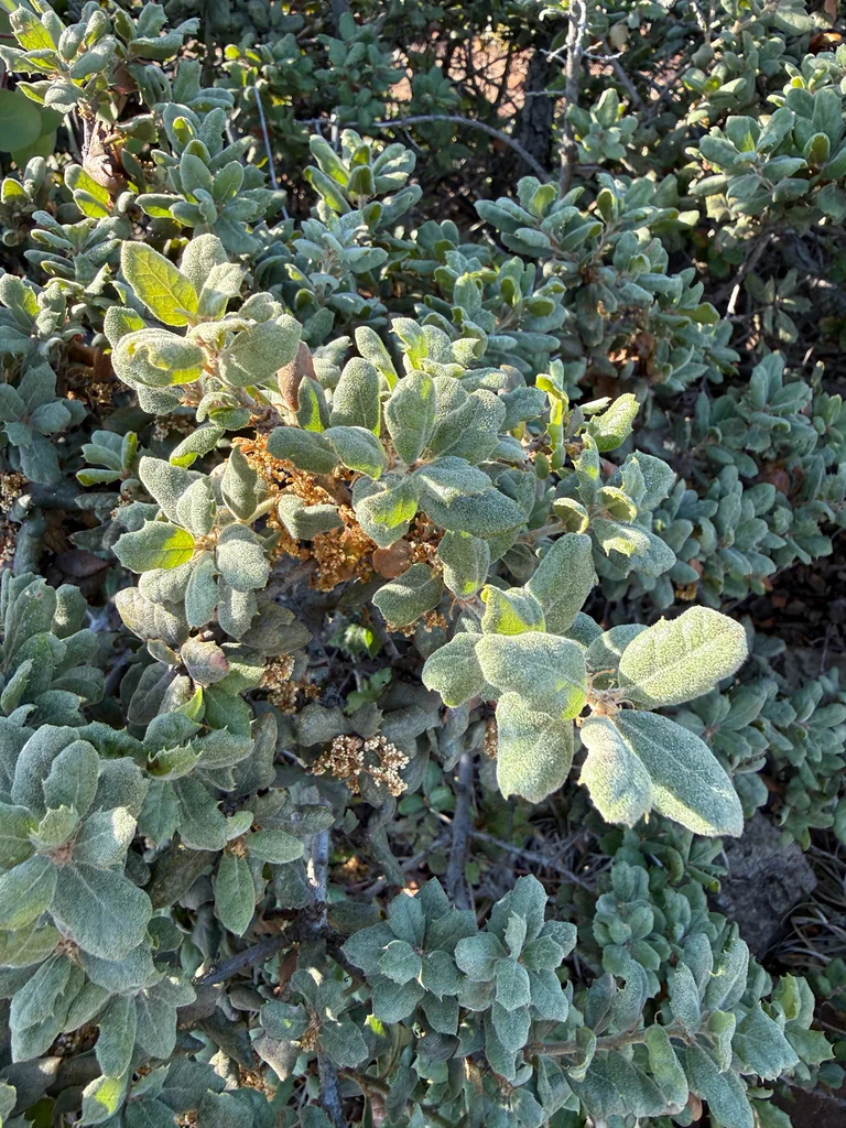 Quercus berberidifolia