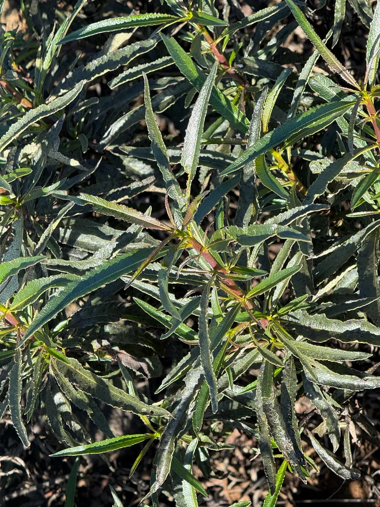 Eriodictyon Californicum