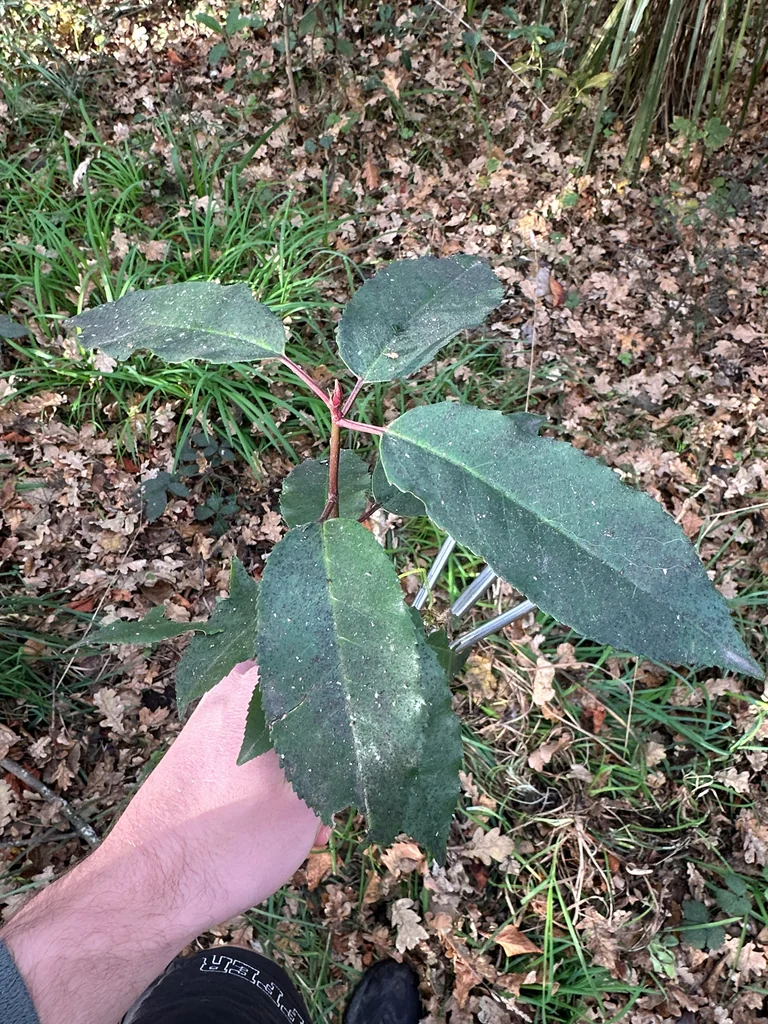Prunus Lusitanica