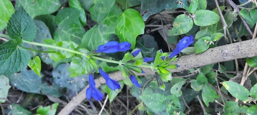 Salvia Guaranitica