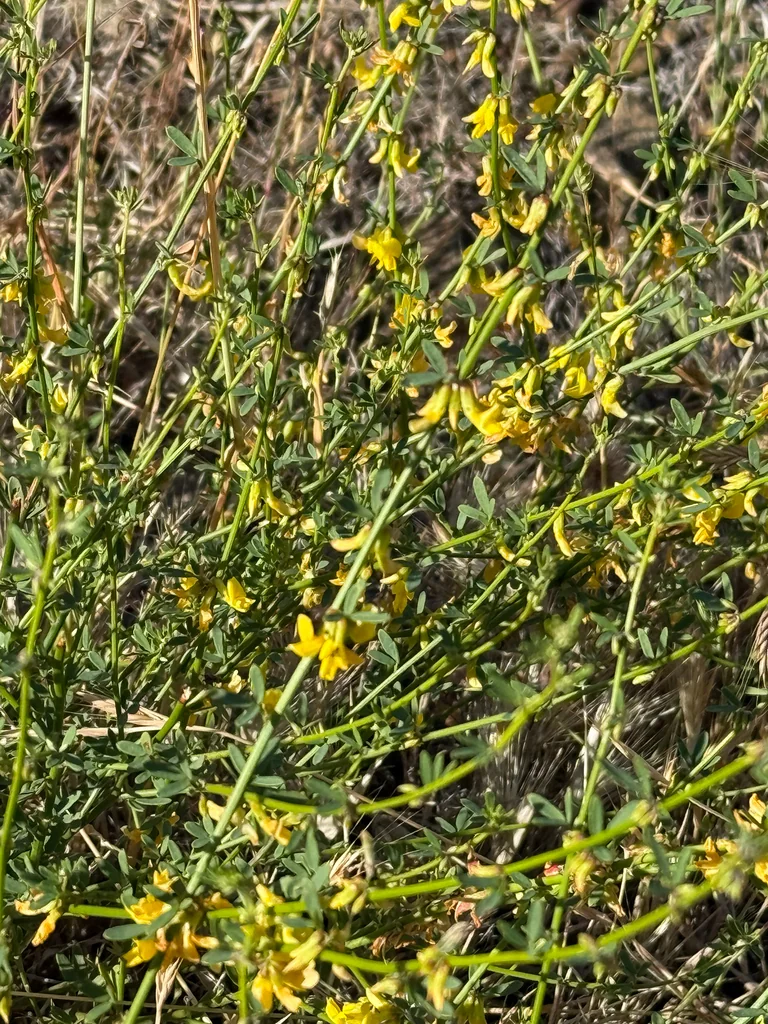 Lotus Scoparius