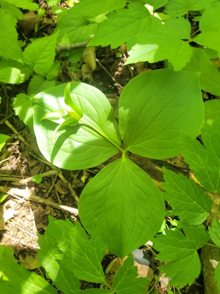 Trillium Grandiflorum