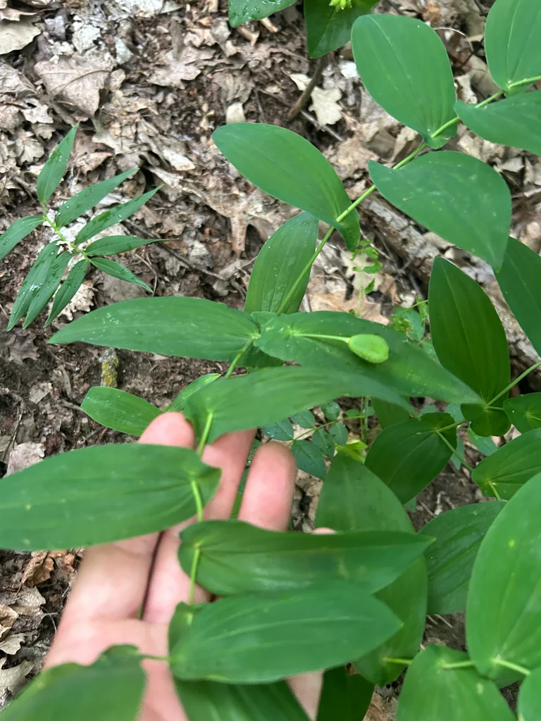 Uvularia grandiflora