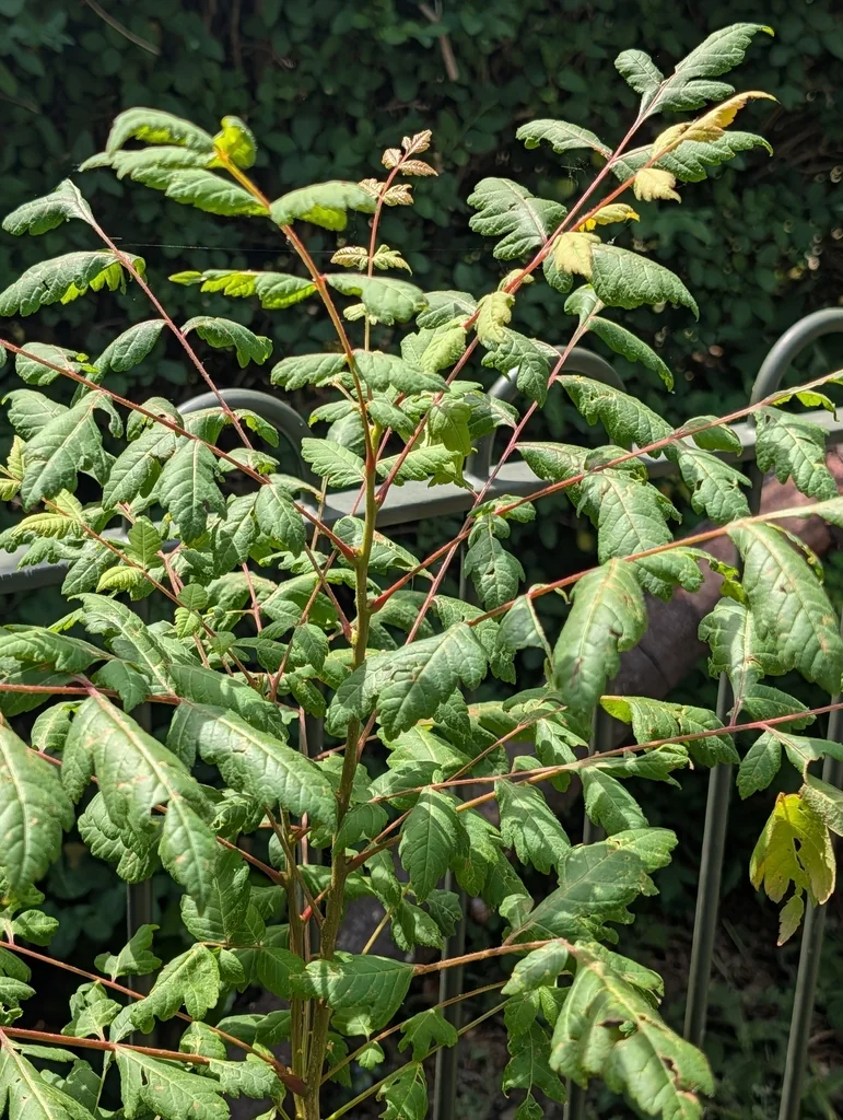 Koelreuteria Paniculata