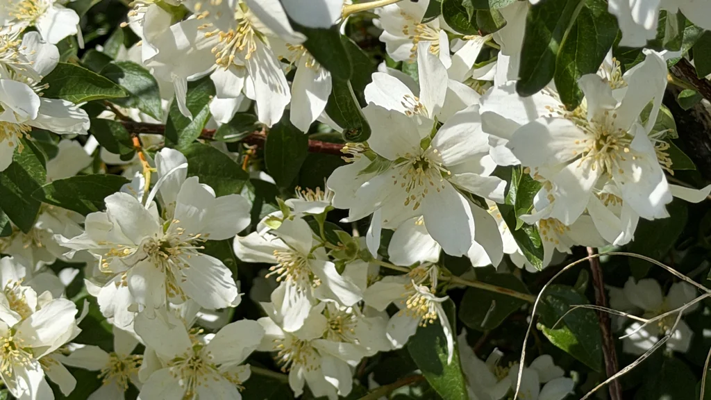 Philadelphus Lewisii
