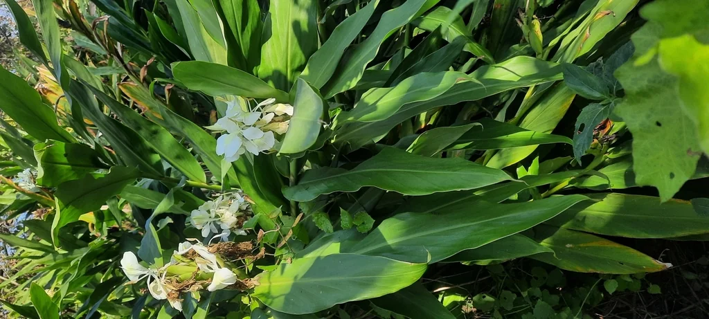 Hedychium Coronarium