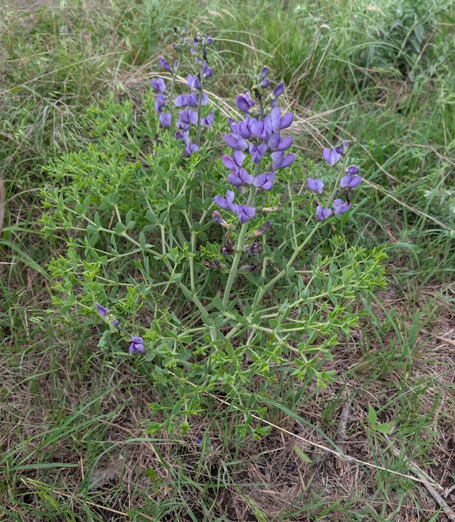 Baptisia Australis