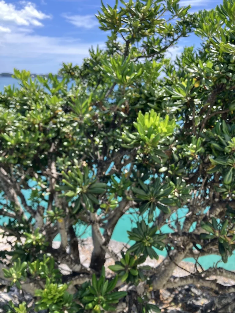 Pittosporum Tobira