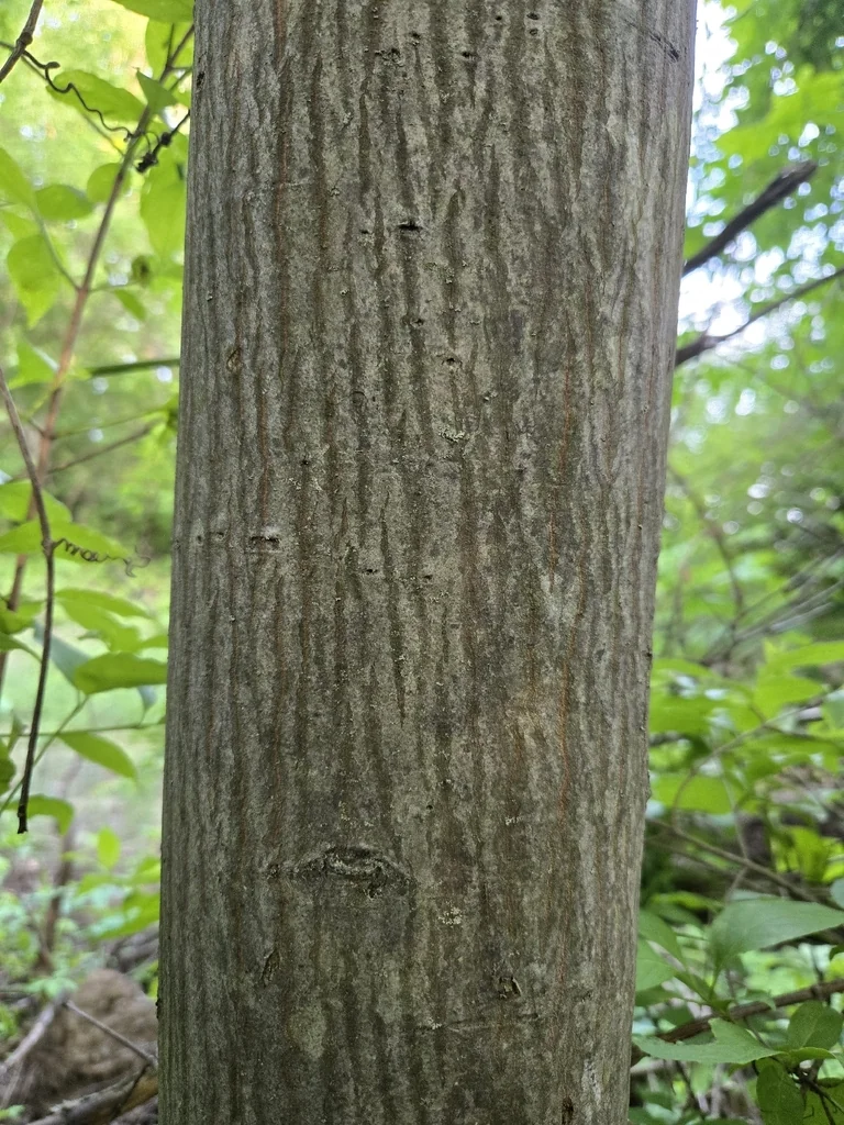Carya Cordiformis
