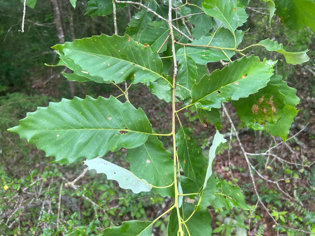 Quercus Muehlenbergii