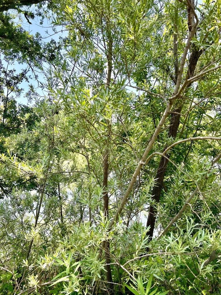 Salix Exigua