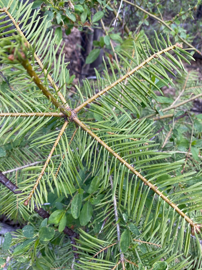 Abies Concolor