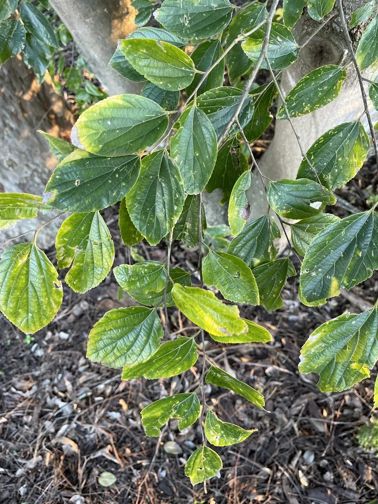 Celtis Sinensis