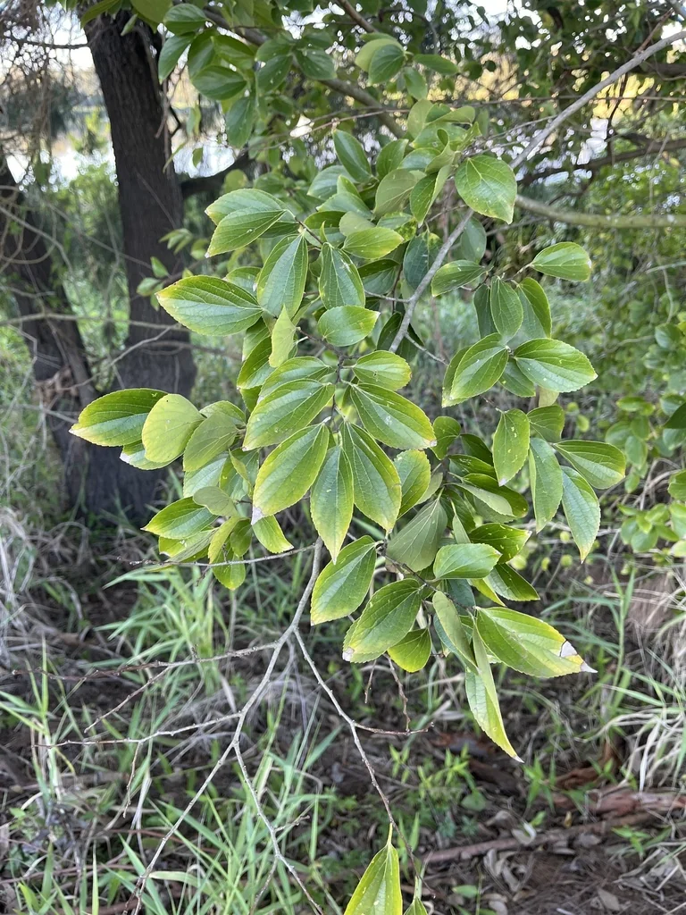 Celtis Sinensis